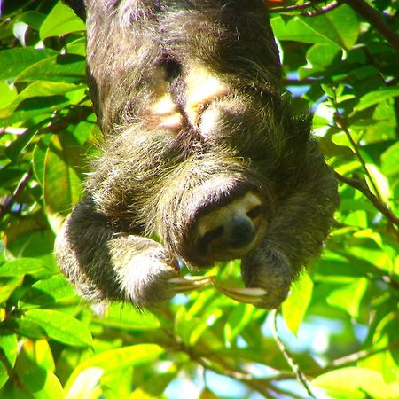 Gamboa Rainforest Reserve Hotel Bagian luar foto