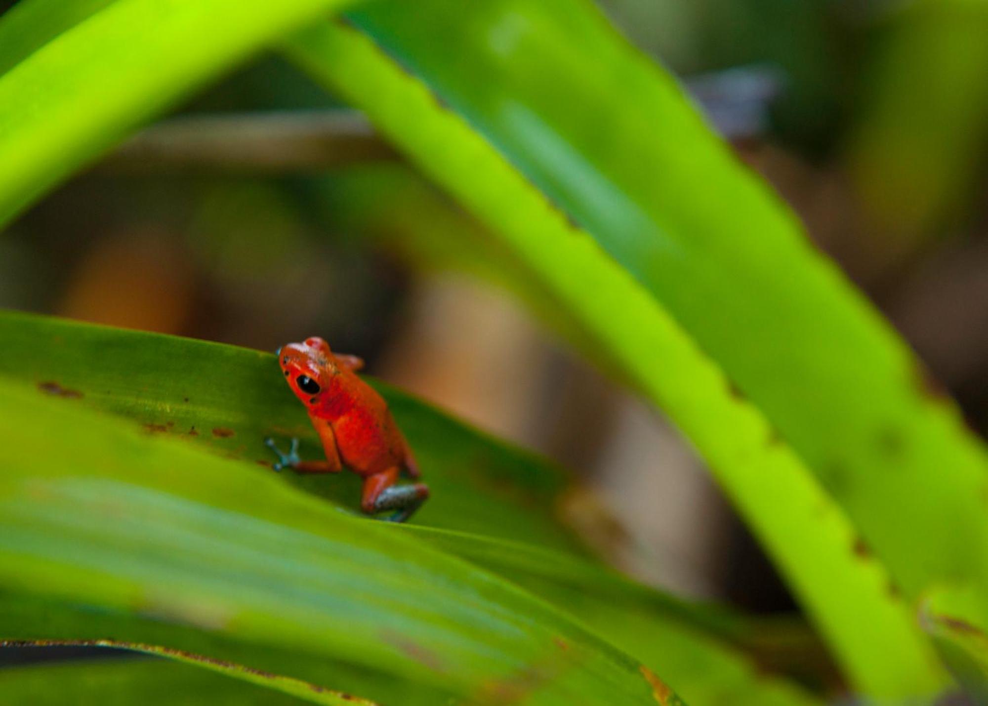 Gamboa Rainforest Reserve Hotel Bagian luar foto